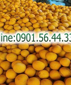 Cung cấp Bưởi Diễn Hà Nội