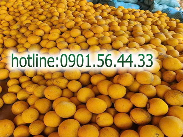 Chuyên cung cấp Bưởi Diễn Hà Nội Cung cấp Bưởi Diễn Hà Nội