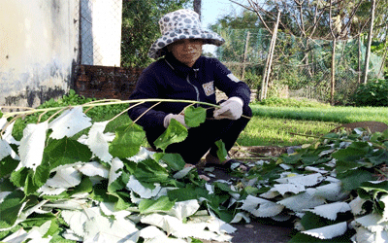 Thu hoạch cây lá gai