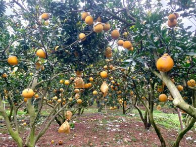 Vườn Bưởi Diễn