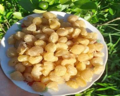 Long nhãn Hà Nội